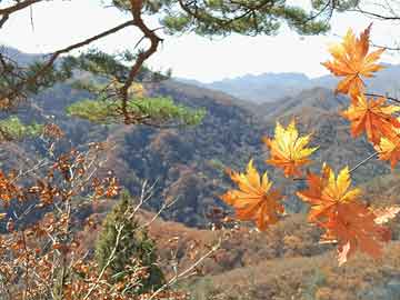 聊城市伤残鉴定有哪些规定